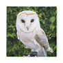 Barn owl (Tyto Alba) on glove Fridge Magnet