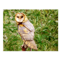 Barn Owl (Tyto alba) Postcard