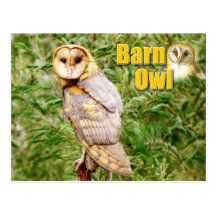 Barn Owl (Tyto alba) Postcard