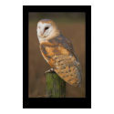 Barn Owl (Tyto alba) posters by cARTerART Barn Owl (Tyto alba) posters