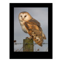 Barn Owl (Tyto alba). Poster by cARTerART posters