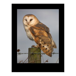 Barn Owl (Tyto alba). Poster by cARTerART print