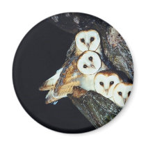 Barn Owls in a Tree magnets