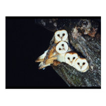 Barn Owls in a Tree postcards