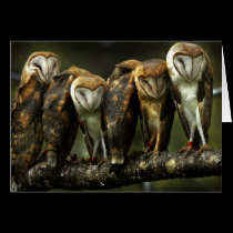 Barn Owls note card cards