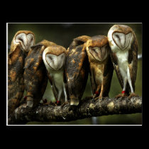 Barn Owls postcard postcards