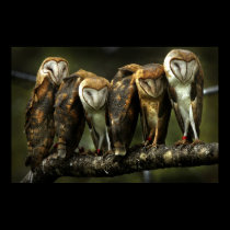 Barn Owls print posters