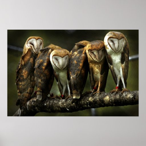 Barn Owls print from Zazzle.com
