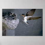 Barn Swallow approaching nest Posters
