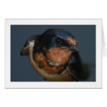Barn Swallow Greeting Cards