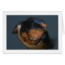 Barn Swallow Greeting Cards