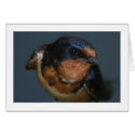 Barn Swallow cards