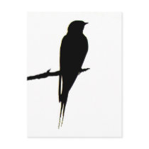 Barn Swallow male Postcard