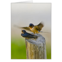 Barn Swallow pair Greeting Card