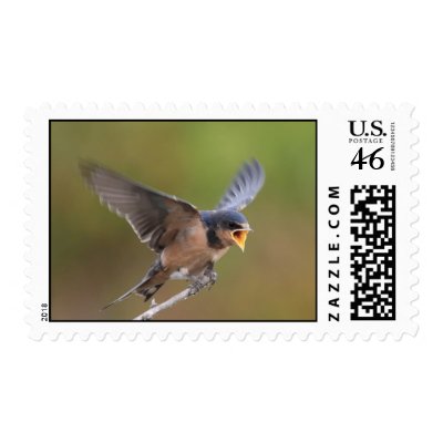 Barn swallow stamps by teekaygeeimages