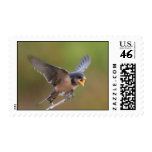 Barn swallow postage