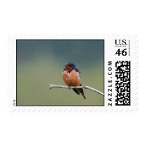 Barn Swallow Stamps