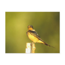 Barn Swallow Postcard