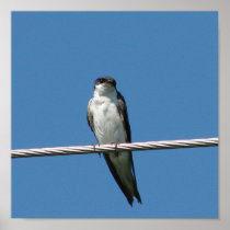 Barn Swallow Posters