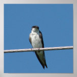 Barn Swallow Posters
