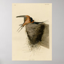 Barn Swallow Poster