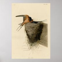 Barn Swallow Poster