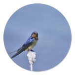 Barn swallow round sticker
