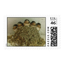 Barn Swallows at Graeme Park postage
