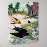 Barn Swallows Fly Around Old Outbuildings Posters