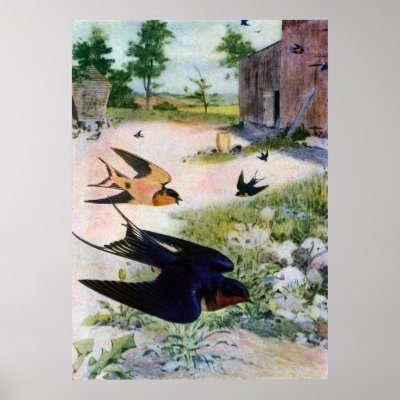 Barn Swallows Fly Around Old Outbuildings Posters by pinkalmond