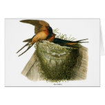 Barn Swallows Greeting Card