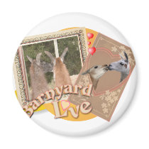 BARN YARD LOVE - LLAMAS KISSING magnets