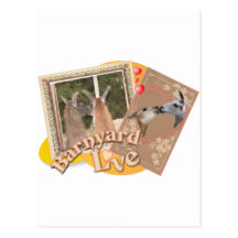 BARN YARD LOVE - LLAMAS KISSING POSTCARD