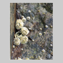 Barnacle buddies postcards