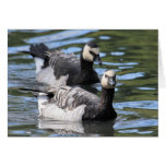 Barnacle Duet Card