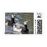Barnacle Duet Postage