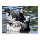 Barnacle Duet Postcards