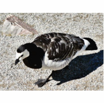 Barnacle Goose Animal photo sculptures by lifesphere Barnacle Goose Animal photo sculptures