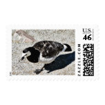 Barnacle Goose Animal Postage Stamps