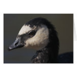 Barnacle Goose Greeting Cards