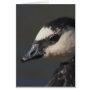 Barnacle Goose Greeting Card