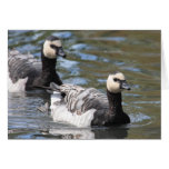 Barnacle Goose Card