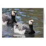 Barnacle Goose Card