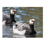 Barnacle Goose Post Card