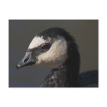 Barnacle Goose Post Cards