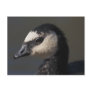 Barnacle Goose Post Cards