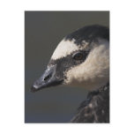 Barnacle Goose Postcards