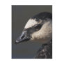 Barnacle Goose Postcards