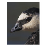 Barnacle Goose Postcards