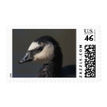 Barnacle Goose Stamp